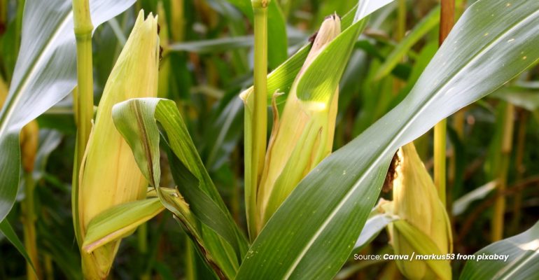 20231218 at 08.00 - PAHLAWAN JAGUNG KITOSAN SEBAGAI PEMANGKAS PENYAKIT DARI DUNIA KIMIA