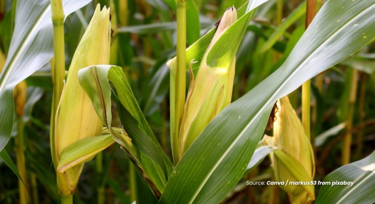 20231218 at 14.00 - OPTIMALKAN PERTUMBUHAN TANAMAN JAGUNG DENGAN KOMBINASI KITOSAN DAN SILIKA DALAM PEMBUATAN PUPUK NANO
