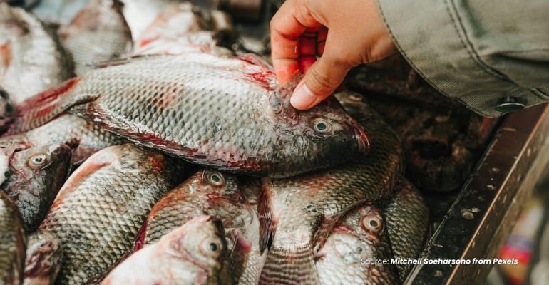 20240213 - 4 CARA MEMILIH BIBIT IKAN NILA BERKUALITAS UNGGUL