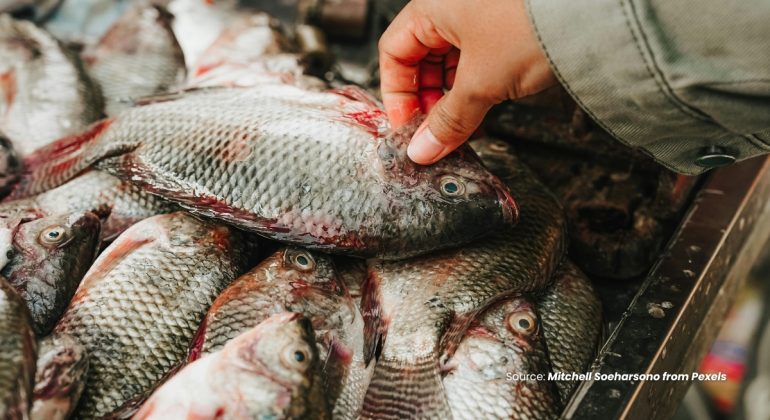 20240213 - 4 CARA MEMILIH BIBIT IKAN NILA BERKUALITAS UNGGUL