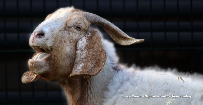 20240219 at 14.00 - BAGAIMANA MENGUSIR KUTU PADA KAMBING