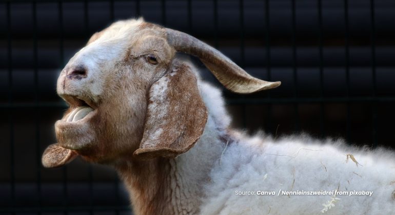 20240219 at 14.00 - BAGAIMANA MENGUSIR KUTU PADA KAMBING