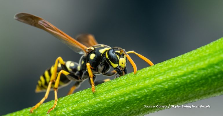 20240309 at 10.00 - PARASITOID SERANGGA KECIL TEMAN PETANI