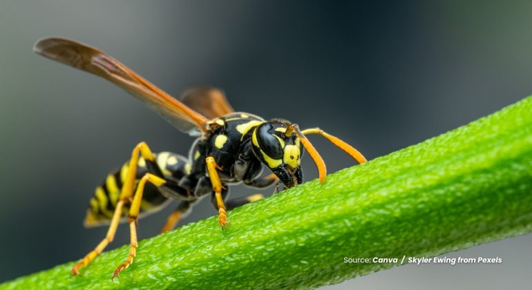 20240309 at 10.00 - PARASITOID SERANGGA KECIL TEMAN PETANI
