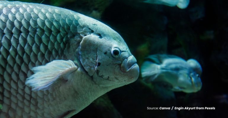 20240314 at 10.00 - CARA PRAKTIS MEMILIH BIBIT IKAN GURAME BERKUALITAS