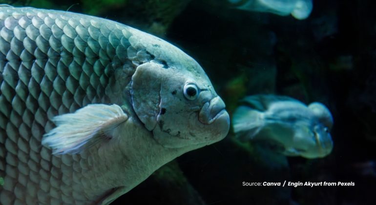 20240314 at 10.00 - CARA PRAKTIS MEMILIH BIBIT IKAN GURAME BERKUALITAS