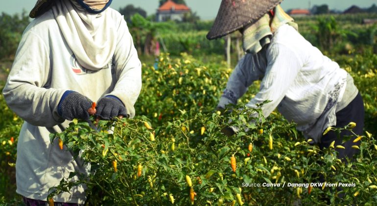 20240314 at 14.00 - BAGAIMANA CARA MUDAH MENANAM CABAI