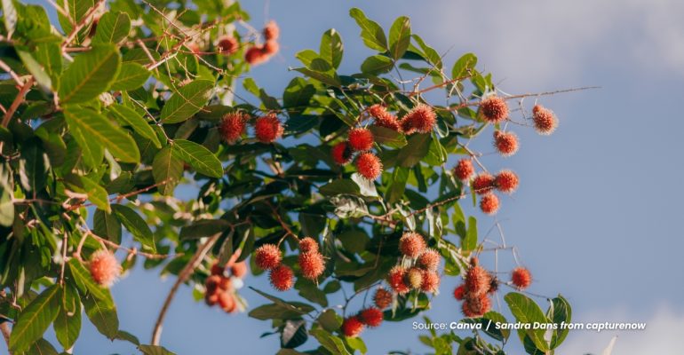 20240318 at 10.00 - TIPS BUDIDAYA RAMBUTAN AGAR HASIL MELIMPAH