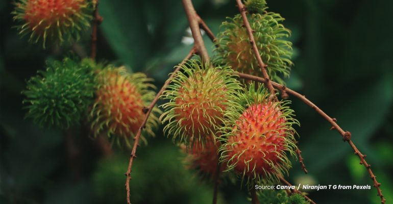 20240319 at 10.00 - PANDUAN PRAKTIS MERAWAT POHON RAMBUTAN
