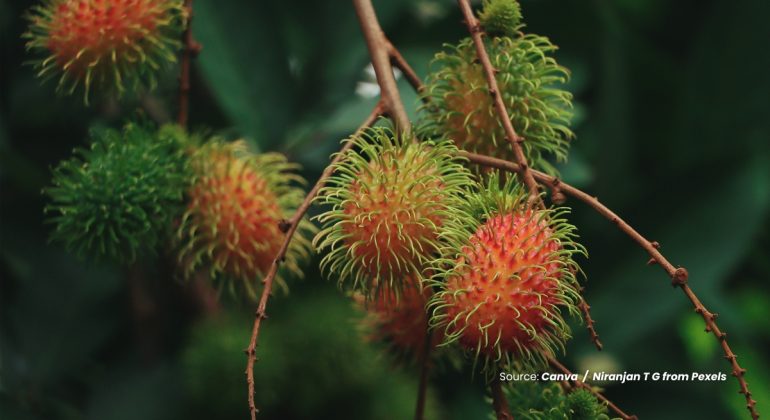 20240319 at 10.00 - PANDUAN PRAKTIS MERAWAT POHON RAMBUTAN