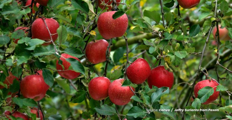 20240321 at 10.00 - BAGAIMANA PENGARUH PROSES PEMATANGAN PADA KUALITAS BUAH APEL