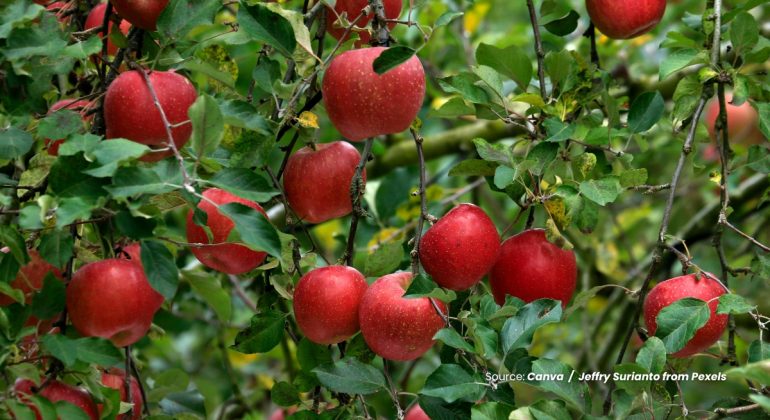 20240321 at 10.00 - BAGAIMANA PENGARUH PROSES PEMATANGAN PADA KUALITAS BUAH APEL