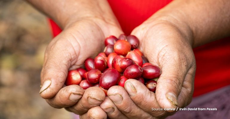 20240323 at 14.00 - APA SAJA MANFAAT DARI KULIT CHERRY KOPI