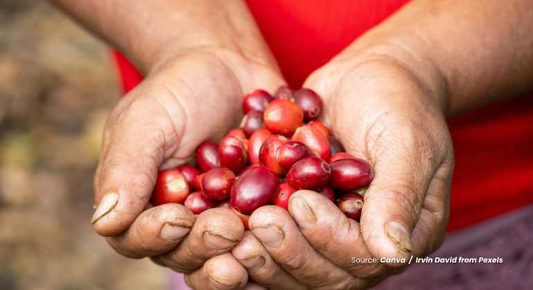 20240323 at 14.00 - APA SAJA MANFAAT DARI KULIT CHERRY KOPI