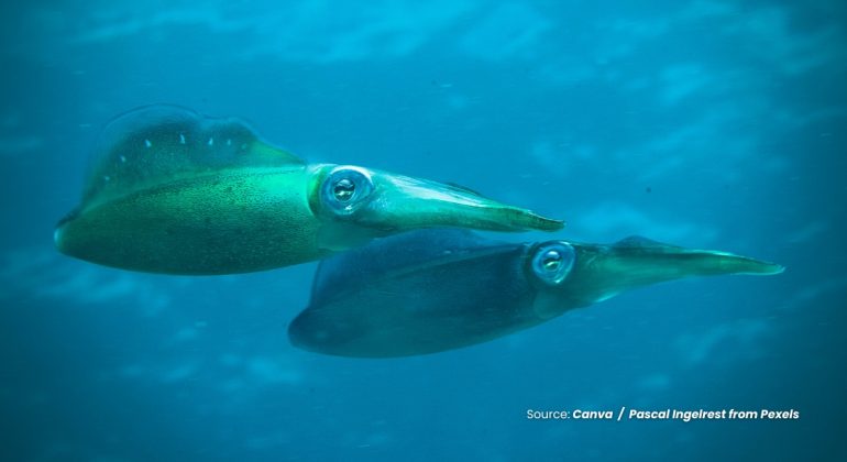20240326 at 10.00 - JELAJAHI MISTERI DAN KEHIDUPAN CUMI-CUMI DI DASAR LAUT