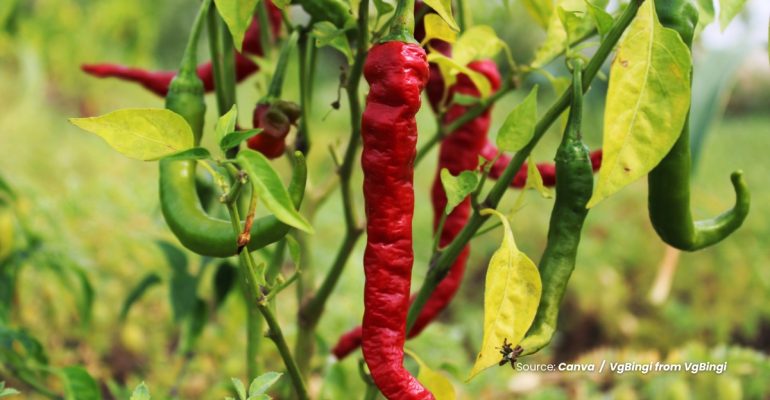 20240327 at 14.00 - BAGAIMANA CARA MENGATASI LAYU FUSARIUM PADA CABAI
