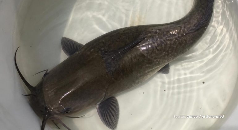 20240418 at 14.00 - BAGAIMANA CARA MUDAH BUDIDAYA IKAN LELE DALAM EMBER