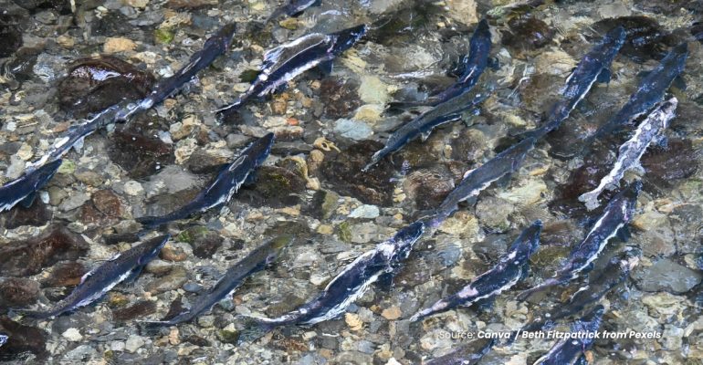 20240429 at 10.00 - APA SAJA YANG PERLU DIPERHATIKAN DALAM PEMIJAHAN IKAN