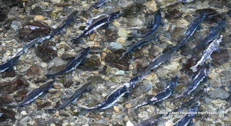 20240429 at 10.00 - APA SAJA YANG PERLU DIPERHATIKAN DALAM PEMIJAHAN IKAN