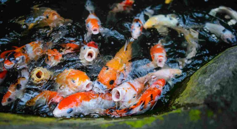 9. Nurma Wibi Earthany - Perikanan - Biota Air Tawar dan Laut - Apakah Ikan Bisa Merasakan Haus - Tani Nelayan Center - IPB University - IPB DIGITANI - Getty Images_11zon