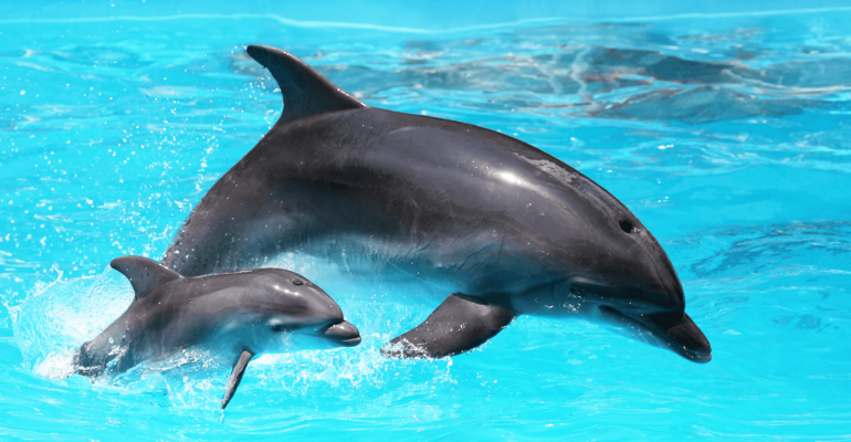 10. Nurma Wibi Earthany - Perikanan - Biota Air Tawar dan Laut - Lumba-lumba Gunakan Bahasa Bayi Berkomunikasi dengan Anaknya - Tani Nelayan Center - IPB University - IPB DIGITANI - Getty Images Pro (1)