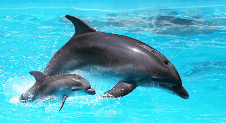 10. Nurma Wibi Earthany - Perikanan - Biota Air Tawar dan Laut - Lumba-lumba Gunakan Bahasa Bayi Berkomunikasi dengan Anaknya - Tani Nelayan Center - IPB University - IPB DIGITANI - Getty Images Pro (1)