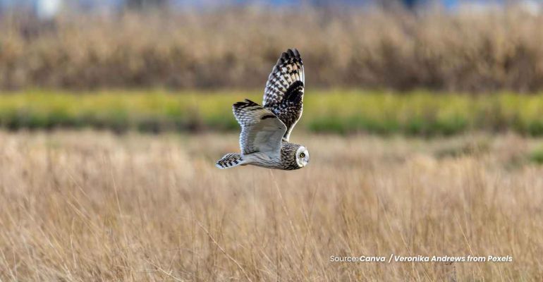 20240529 at 14.00 - BAGAIMANA CARA EFEKTIF MENGUNDANG BURUNG HANTU KE SAWAH