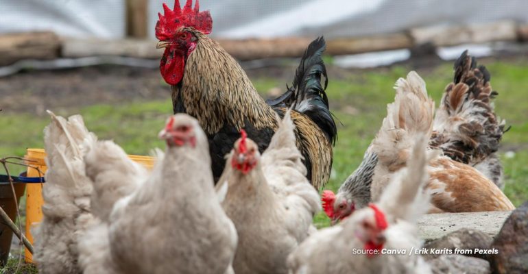 20240530 at 14.00 - BAGAIMANA CARA PERAWATAN AYAM KUB DARI DOC HINGGA INDUKAN