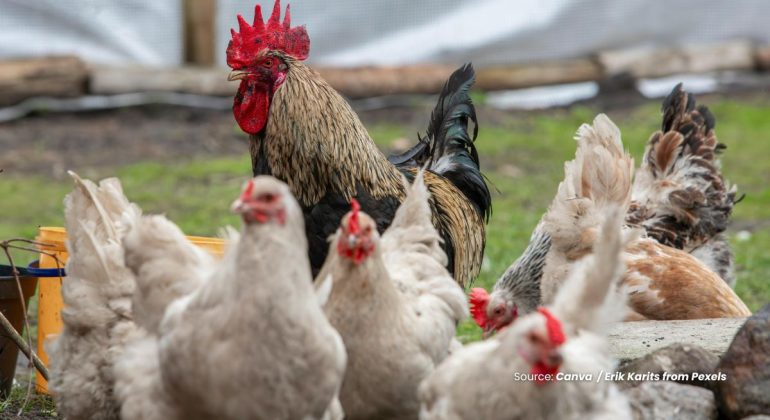 20240530 at 14.00 - BAGAIMANA CARA PERAWATAN AYAM KUB DARI DOC HINGGA INDUKAN