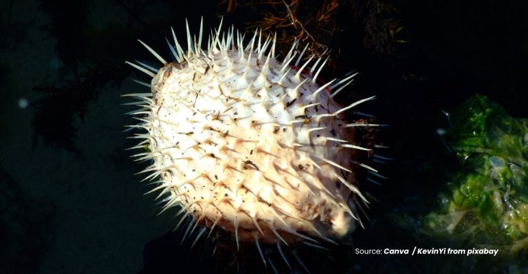 20240531 at 10.00 - KONSUMSI IKAN BUNTAL SI LEZAT YANG BERBAHAYA