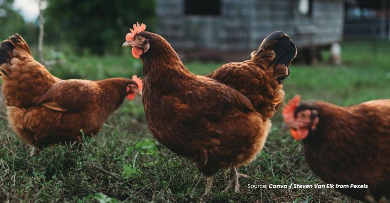 20240531 at 14.00 - BAGAIMANA CARA MENINGKATKAN BOBOT AYAM KUB