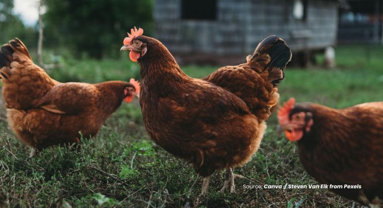 20240531 at 14.00 - BAGAIMANA CARA MENINGKATKAN BOBOT AYAM KUB