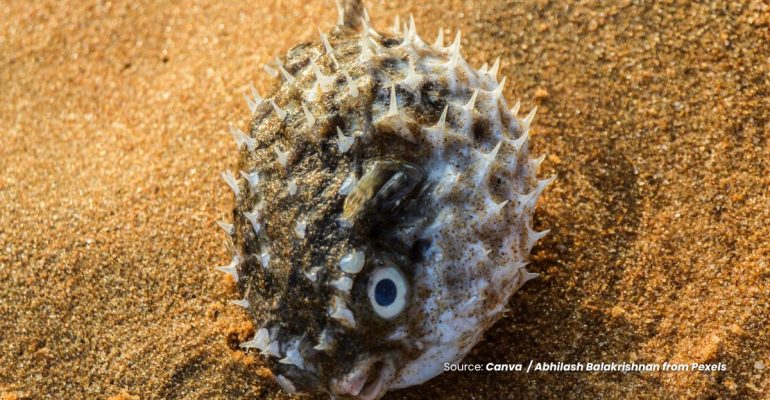 20240601 at 10.00 - FAKTA MENARIK IKAN BUNTAL SPESIES VERTEBRATA BERACUN DI DUNIA