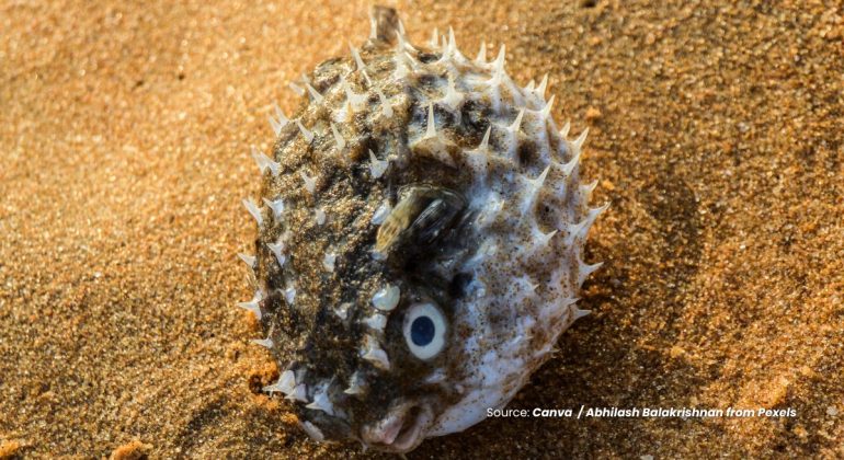 20240601 at 10.00 - FAKTA MENARIK IKAN BUNTAL SPESIES VERTEBRATA BERACUN DI DUNIA