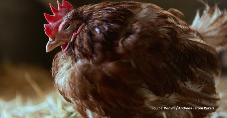 20240603 at 14.00 - APAKAH PENYAKIT TETELO PADA AYAM DAPAT MENULAR