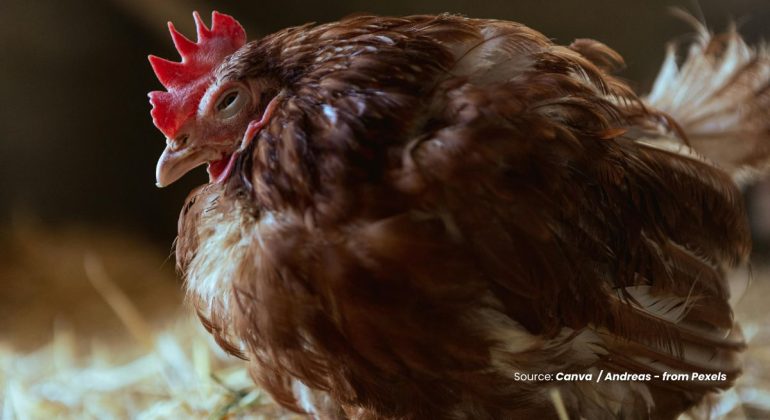 20240603 at 14.00 - APAKAH PENYAKIT TETELO PADA AYAM DAPAT MENULAR