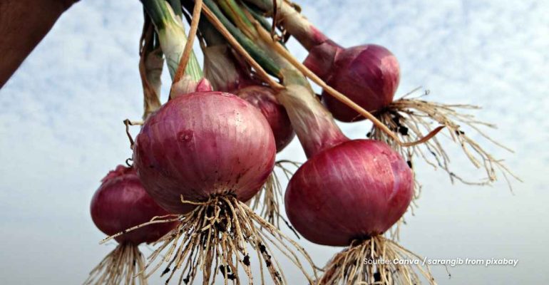 20240607 at 14.00 - BAGAIMANA CARA MENANGGULANGI FUSARIUM PADA BAWANG MERAH