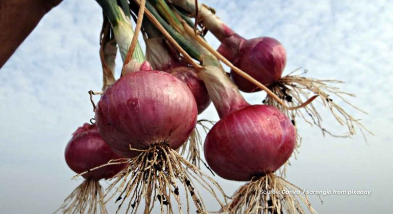20240607 at 14.00 - BAGAIMANA CARA MENANGGULANGI FUSARIUM PADA BAWANG MERAH