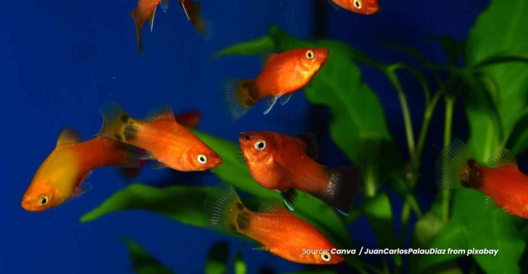 20240612 at 10.00 - PESONA IKAN HIAS PLATY DENGAN PERAWATAN YANG MUDAH