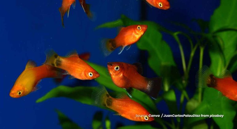 20240612 at 10.00 - PESONA IKAN HIAS PLATY DENGAN PERAWATAN YANG MUDAH