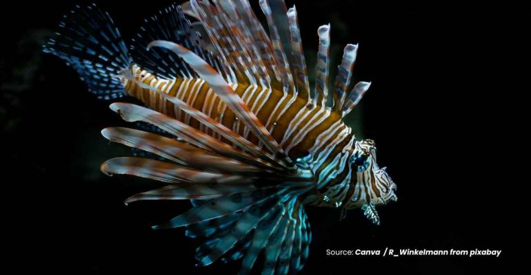 20240613 at 10.00 - LIONFISH SI CANTIK YANG BERBAHAYA DARI DASAR LAUT