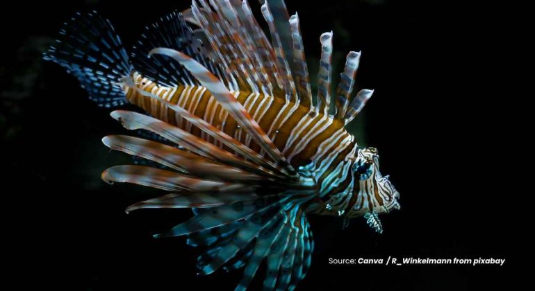 20240613 at 10.00 - LIONFISH SI CANTIK YANG BERBAHAYA DARI DASAR LAUT