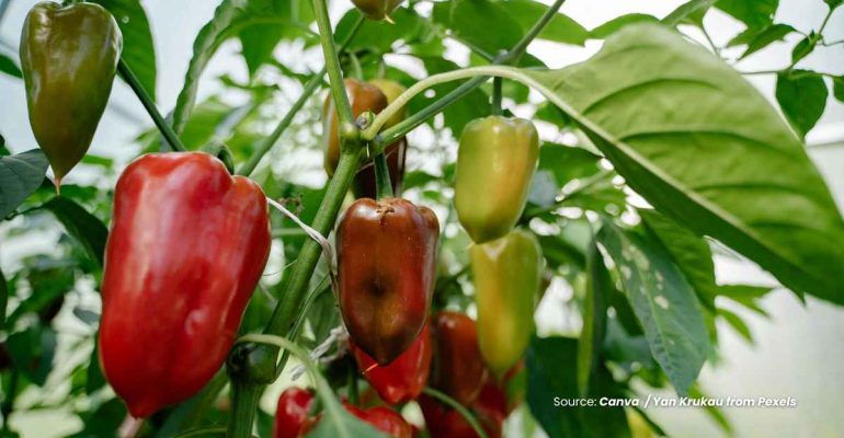 20240613 at 14.00 - APA CARA EFEKTIF MENCEGAH LAYU BUNGA PADA TANAMAN PAPRIKA