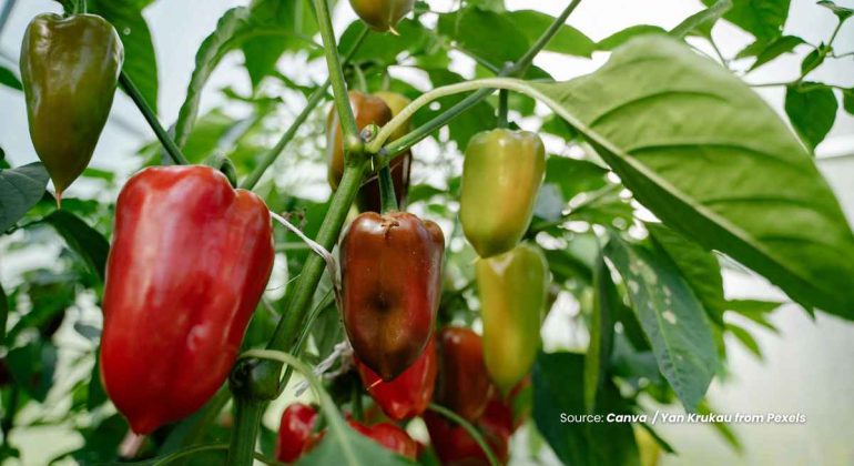 20240613 at 14.00 - APA CARA EFEKTIF MENCEGAH LAYU BUNGA PADA TANAMAN PAPRIKA
