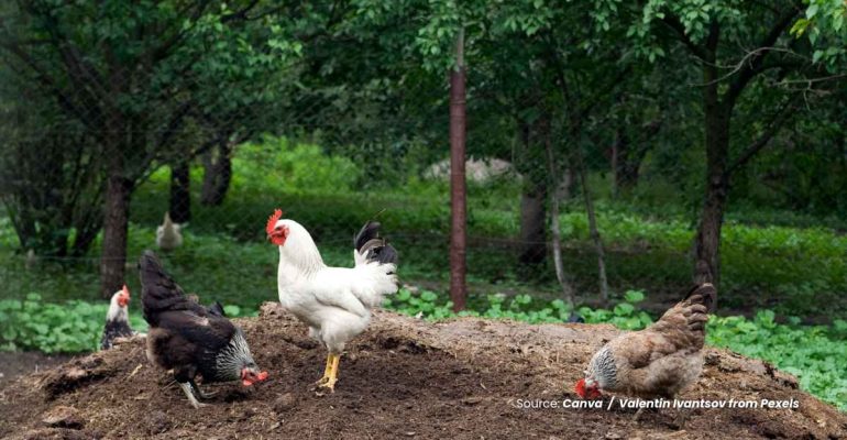 20240614 at 14.00 - BAGAIMANA CARA EFEKTIF UNTUK BELAJAR TERNAK AYAM