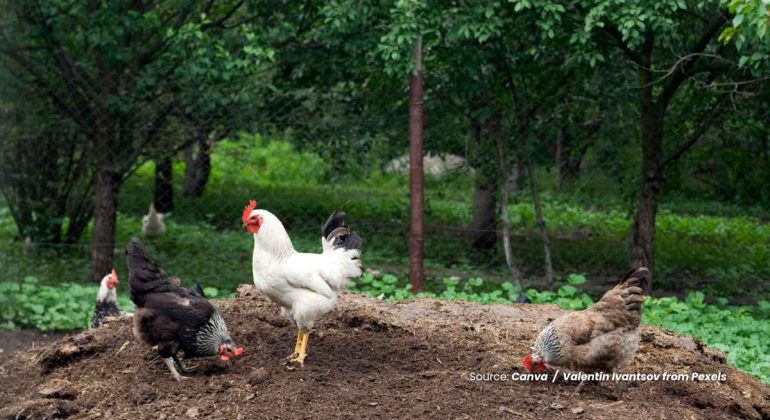 20240614 at 14.00 - BAGAIMANA CARA EFEKTIF UNTUK BELAJAR TERNAK AYAM
