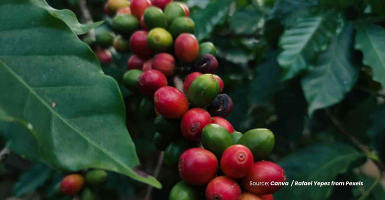 20240619 at 10.00 - PANDUAN PRAKTIS BUDIDAYA KOPI HINGGA PEMANENAN