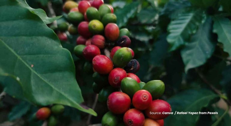 20240619 at 10.00 - PANDUAN PRAKTIS BUDIDAYA KOPI HINGGA PEMANENAN