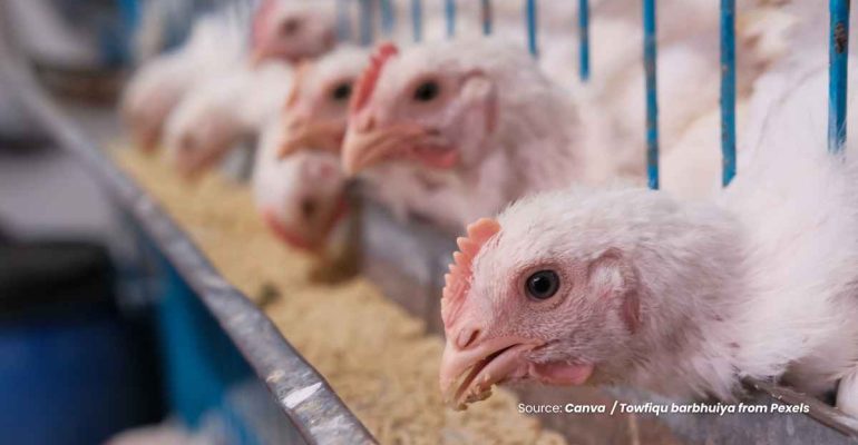 20240619 at 14.00 - APAKAH KANDUNGAN PROTEIN PADA PAKAN BAIK UNTUK AYAM