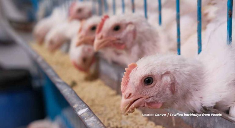 20240619 at 14.00 - APAKAH KANDUNGAN PROTEIN PADA PAKAN BAIK UNTUK AYAM